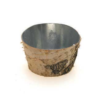 6.25"X3.5" BIRCH PLANT.