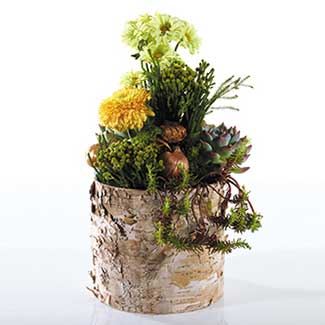 BIRCH CYLINDER 7"X 6.25"