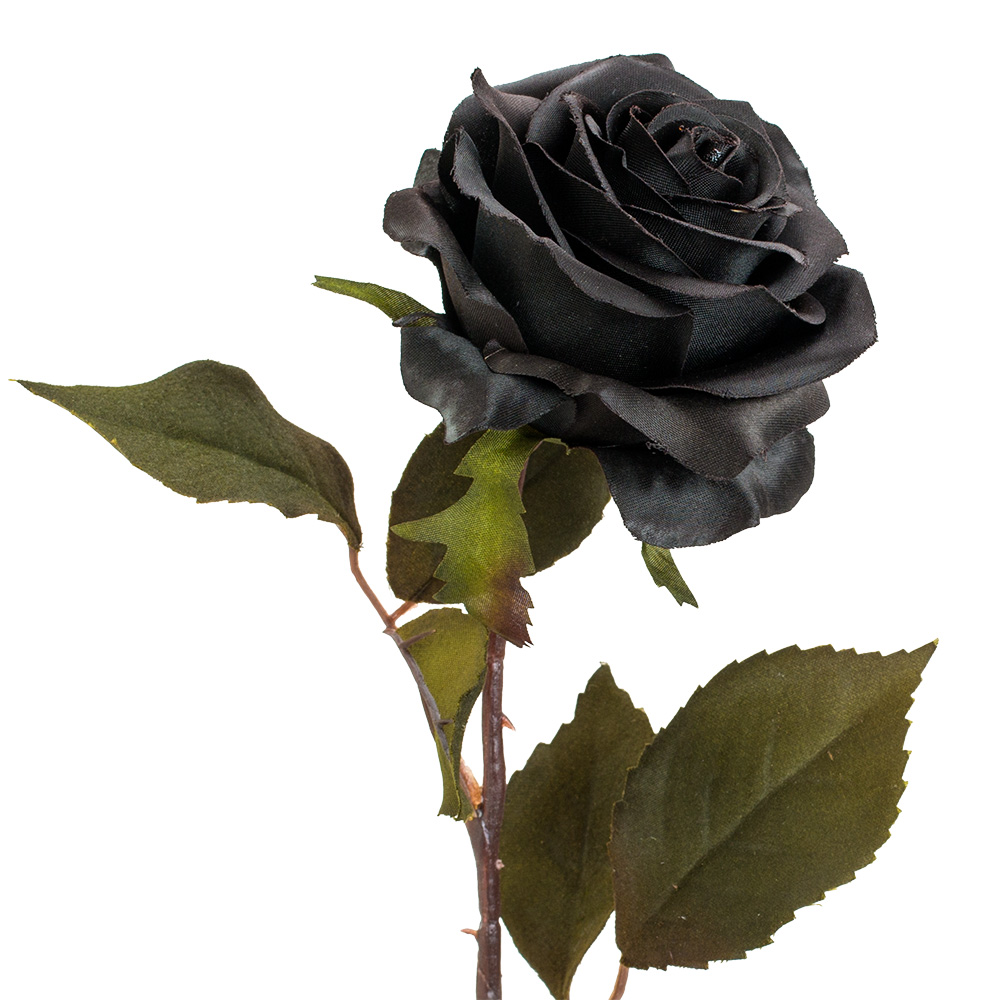 21" BLACK MAGIC OPEN ROSE