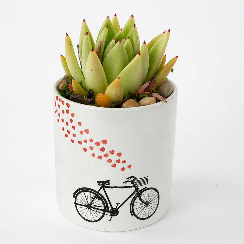 Contributed by Floral Supply Syndicate